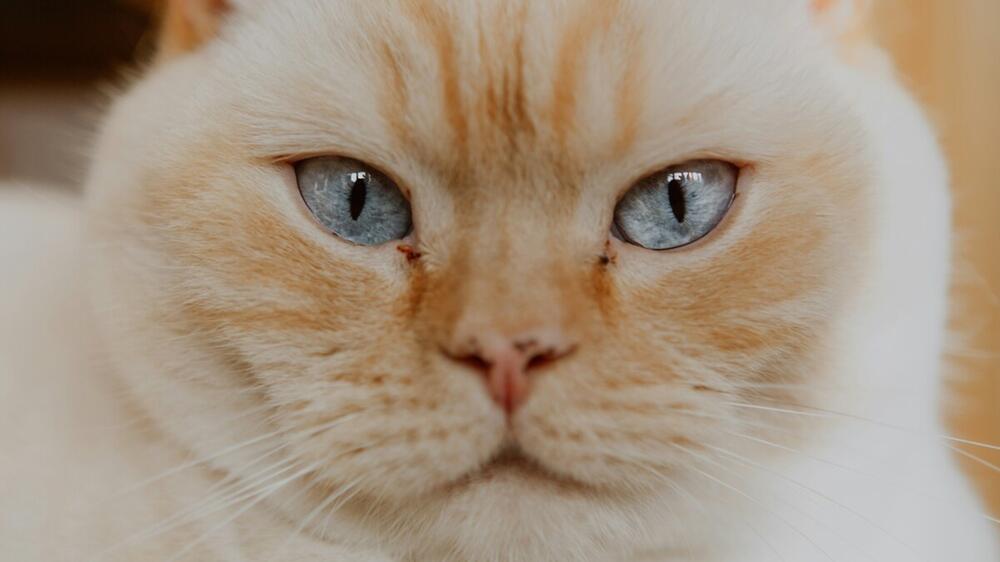 Katzen haben ein hervorragendes Sehvermögen.