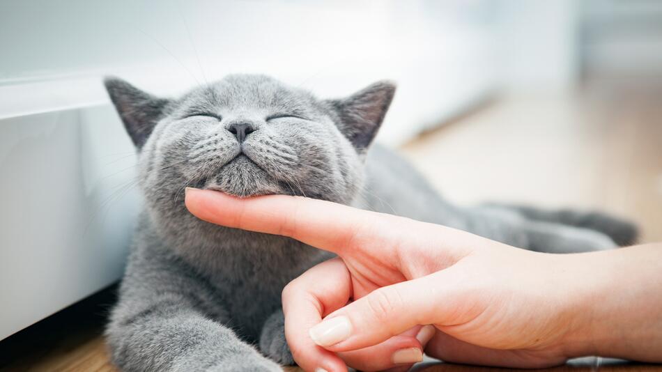 Katze