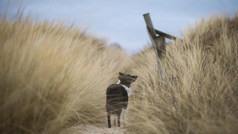 Das ist wichtig für den Dänemark-Urlaub mit Hund.