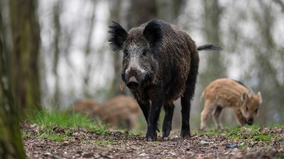 Ein Wildschwein mit Frischlingen